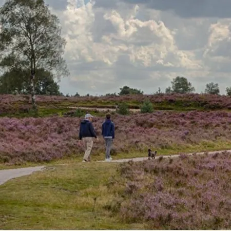 Bos Chalet In Op De Veluwe